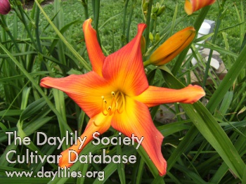 Daylily Rainbow Afterglow